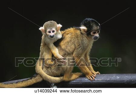 Picture - Common squirrel monkeys. Fotosearch