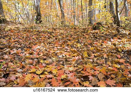 Picture - Copse of trees and fallen leaves, Showa-son, Fukushima Prefecture, Japan. Fotosearch