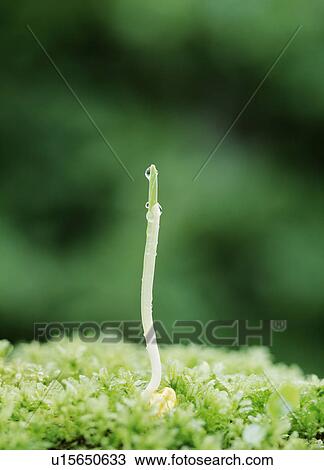 Stock Image - Corn sprout. Fotosearch