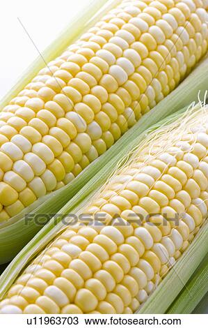 Stock Image - Corn. Fotosearch