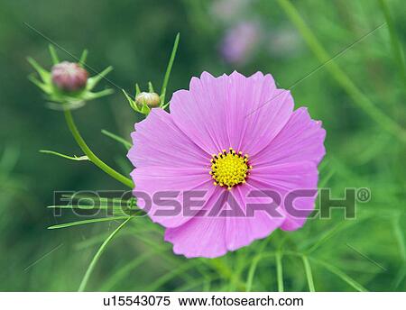 Cosmos flower View Large Photo Image Stock Photography - Cosmos flower. Fotosearch