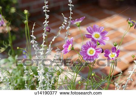 Stock Photo - Cosmos flowers on a patio. Fotosearch