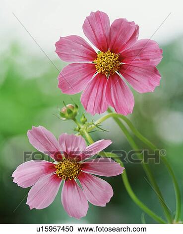 Stock Image - Cosmos flowers. Fotosearch