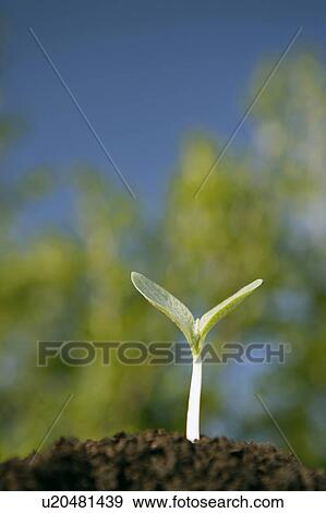 Stock Photo - Cotyledon of Japanese pumpkin. Fotosearch