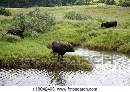Stock Image - Cows grazing beside a river, Iriomote Island, Okinawa Prefecture, Japan. Fotosearch