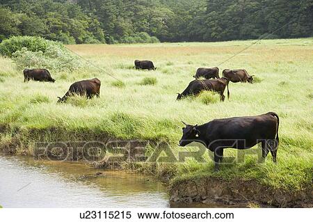 Stock Photography - Cows grazing beside a river, Iriomote Island, Okinawa Prefecture, Japan. Fotosearch