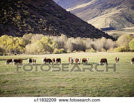 Stock Photo - Cows grazing in a field, Cardrona, South Island, New Zealand. Fotosearch