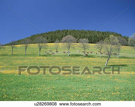Stock Photo - Cows grazing in a meadow and the black forest, Germany. Fotosearch