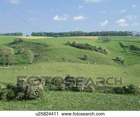 Stock Image - Cows grazing in rolling pastures, Etretat, Normandy, France. Fotosearch