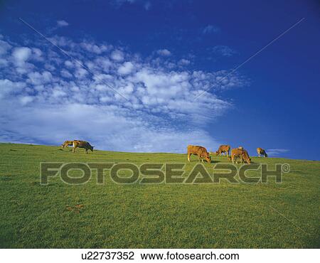 Stock Image - Cows grazing on a paddock in Kusasenri, Aso, Kumamoto Prefecture, Japan.. Fotosearch