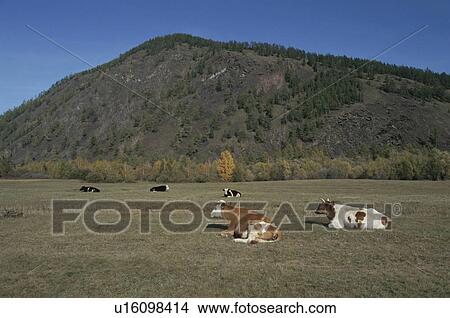 Picture - Cow's grazing on taiga landscape. Fotosearch