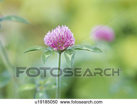 Crimson clover, Horonobe-machi, Hokkaido, Japan View Large Photo Image Stock Image - Crimson clover, Horonobe-machi, Hokkaido, Japan. Fotosearch