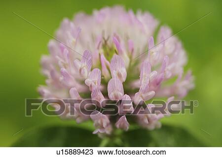 Stock Image - Crimson clover. Fotosearch