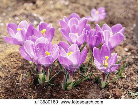 Crocuses, Tochigi Prefecture, Japan View Large Photo Image Stock Image - Crocuses, Tochigi Prefecture, Japan. Fotosearch