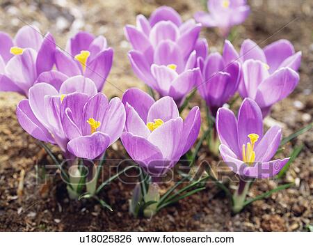 Stock Photograph - Crocuses, Tochigi Prefecture, Japan. Fotosearch