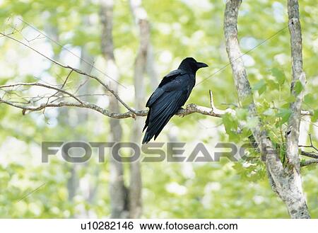 Stock Photograph - Crow perched in a tree branch, Hakkouda, Aomori Prefecture, Japan. Fotosearch
