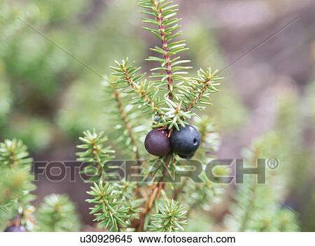 Crowberry, Tochigi Prefecture, Honshu, Japan View Large Photo Image Stock Photography - Crowberry, Tochigi Prefecture, Honshu, Japan. Fotosearch