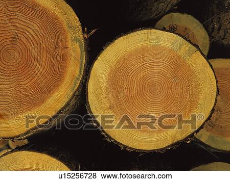 Stock Photo - Cut logs showing tree rings. Fotosearch