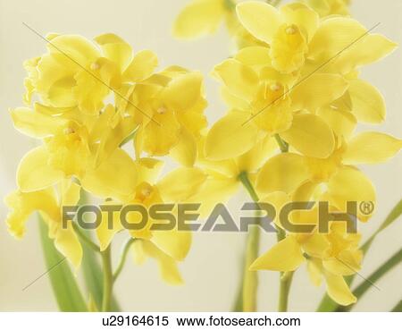Cymbidium orchids View Large Photo Image Stock Photography - Cymbidium orchids. Fotosearch