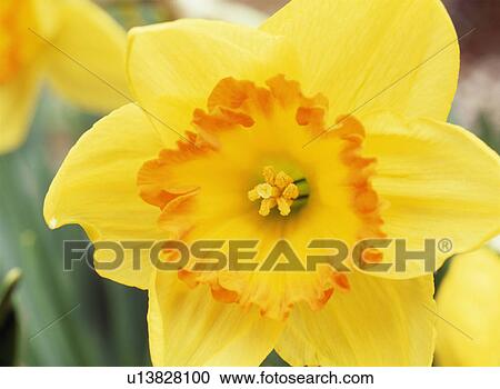 Stock Image - Daffodil, Tochigi Prefecture, Japan. Fotosearch