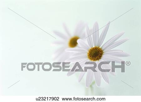 Daises View Large Photo Image Stock Image - Daises. Fotosearch