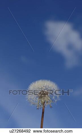 Dandelion against blue sky with clouds View Large Photo Image Stock Image - Dandelion against blue sky with clouds. Fotosearch