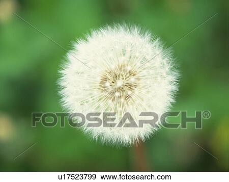Stock Photo - Dandelion clock. Fotosearch