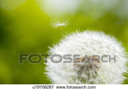 Stock Photo - Dandelion clock with a single seedling flying away. Fotosearch