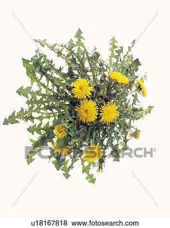 Stock Photo - Dandelion flowers. Fotosearch