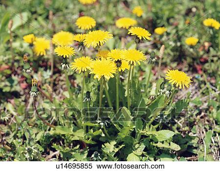 Dandelions, Inawashiro-machi, Fukushima Prefecture, Japan View Large Photo Image Stock Photography - Dandelions, Inawashiro-machi, Fukushima Prefecture, Japan. Fotosearch