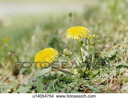 Picture - Dandelions, Yaita, Tochigi Prefecture, Japan. Fotosearch