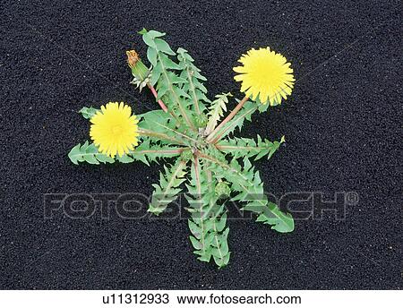 Stock Image - Dandelions, Yaita, Tochigi Prefecture, Japan. Fotosearch
