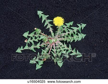 Stock Photography - Dandelions, Yaita, Tochigi Prefecture, Japan. Fotosearch