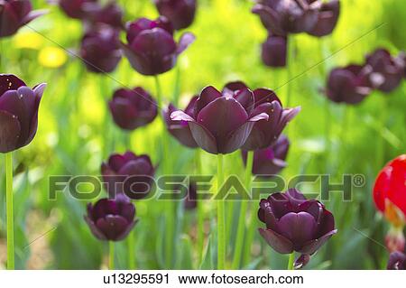 Stock Image - Dark purple tulips. Fotosearch