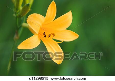 Daylily View Large Photo Image Stock Photography - Daylily. Fotosearch