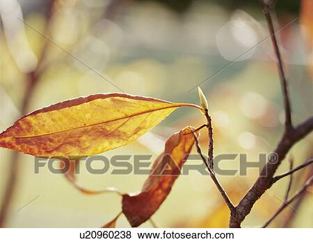 Stock Photo - Dead stewartia leaves. Tochigi Prefecture, Japan. Fotosearch