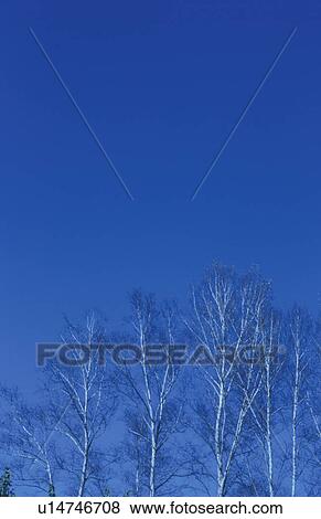 Stock Photo - Dead trees in grove against blue sky. Mt Yatsugatake, Yamanashi Prefecture, Japan. Fotosearch