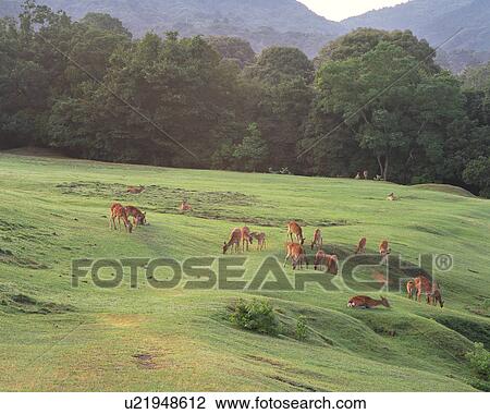 Deer grazing at Nara Park. Nara Prefecture, Japan View Large Photo Image Stock Image - Deer grazing at Nara Park. Nara Prefecture, Japan. Fotosearch