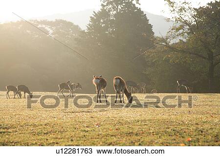 Stock Image - Deer grazing on a misty field. Nara Prefecture, Japan,. Fotosearch