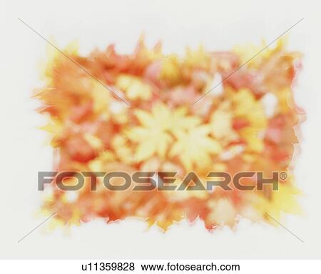 Defocused rectangle of orange and yellow flowers View Large Photo Image Stock Photo - Defocused rectangle of orange and yellow flowers. Fotosearch