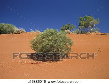 Stock Photograph - Desert. Fotosearch