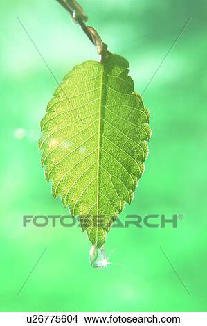 Picture - Dew dropping from leaf. Fotosearch
