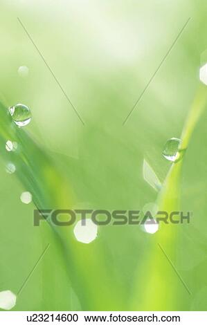 Stock Image - Dew drops on grass. Fotosearch