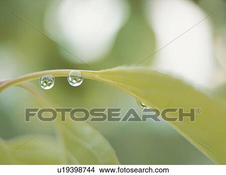 Picture - Dew drops on leaf. Fotosearch