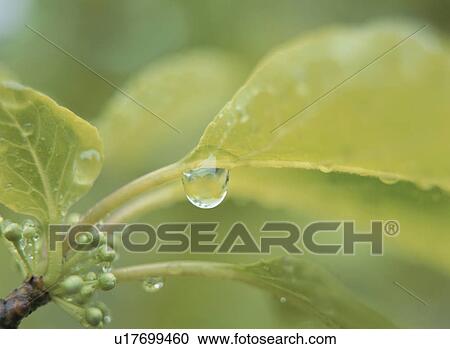 Dew drops on leaf View Large Photo Image Stock Image - Dew drops on leaf. Fotosearch