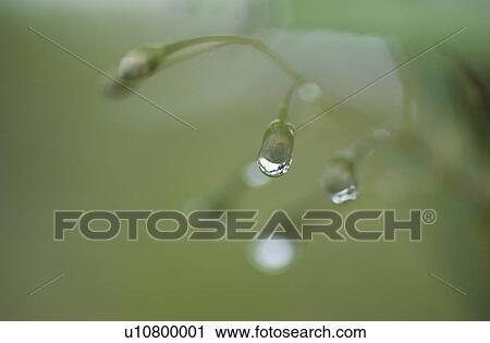Stock Image - Dew drops on Styrax buds. Fotosearch