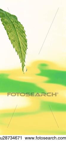 Dew on a leaf View Large Photo Image Stock Image - Dew on a leaf. Fotosearch