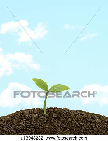 Stock Image - Dicotyledon against blue sky with clouds. Fotosearch