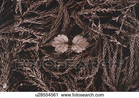 Dicotyledon growing from between fallen pine needles View Large Photo Image Stock Image - Dicotyledon growing from between fallen pine needles. Fotosearch