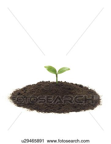 Stock Image - Dicotyledon in dirt. Fotosearch